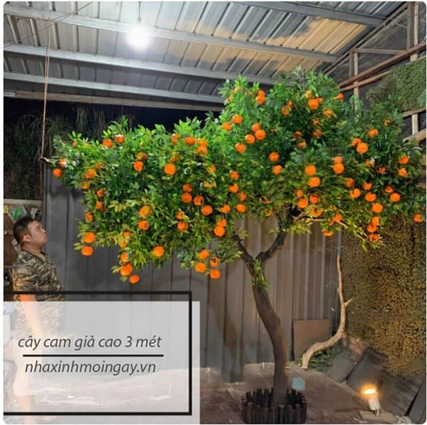 Cây cam giả trái vàng cao 2 - 4 mét