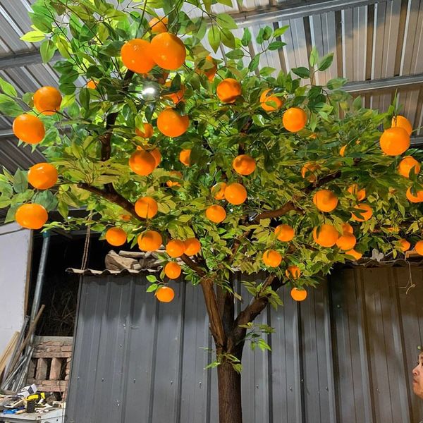 Cây cam giả trái vàng cao 2 - 4 mét