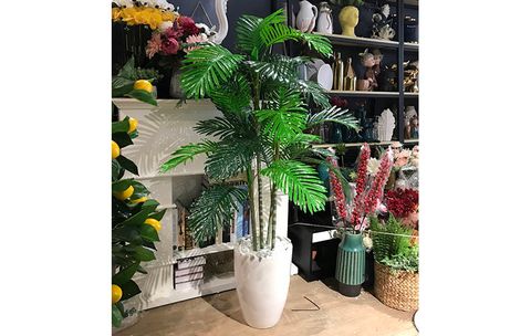 cay-cau-gia-trang-tri-phong-khach