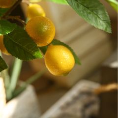 Cây chanh giả trang trí