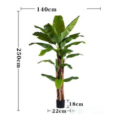 Cây chuối kiểng giả trang trí nội thất