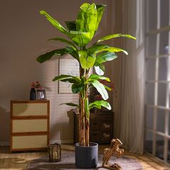 Cây chuối kiểng giả trang trí nội thất