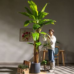 Cây chuối kiểng giả trang trí nội thất