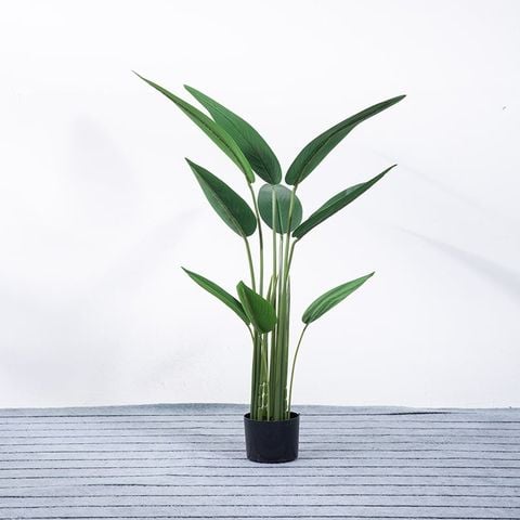 Cây chuối thiên điểu giả decor