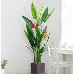 Cây thiên điểu hoa vàng giả trang trí