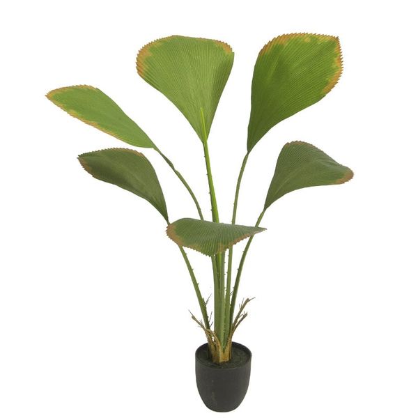 Cây cọ Nhật giả trang trí