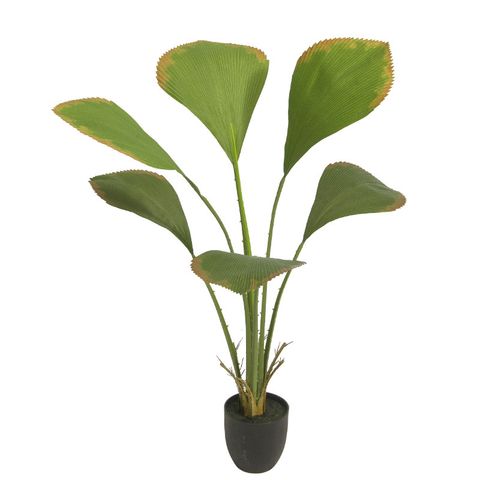 Cây cọ Nhật giả trang trí