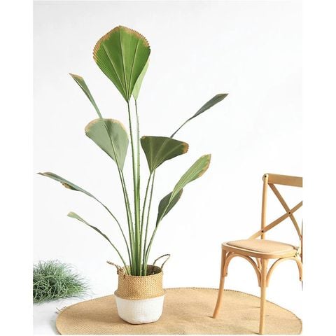 Cây cọ nhật giả trang trí