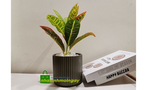 Chậu cây Cô Tòng ( Croton ) để bàn trang trí