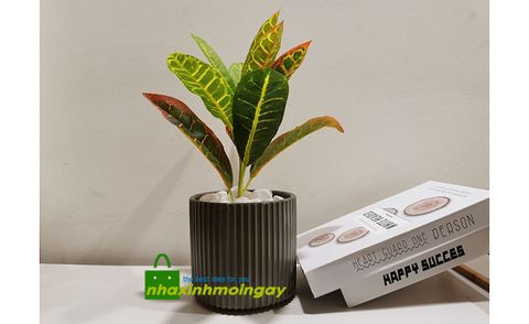 Chậu cây Cô Tòng ( Croton ) để bàn trang trí