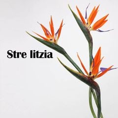 Cành hoa thiên điểu giả cao cấp trang trí trong nhà