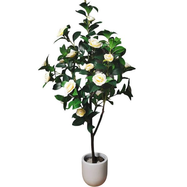 Cây hoa trà Nhật Bản trang trí