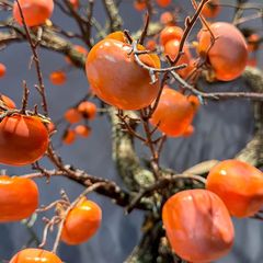 Cây quả hồng giả trang trí cao trên 2 mét