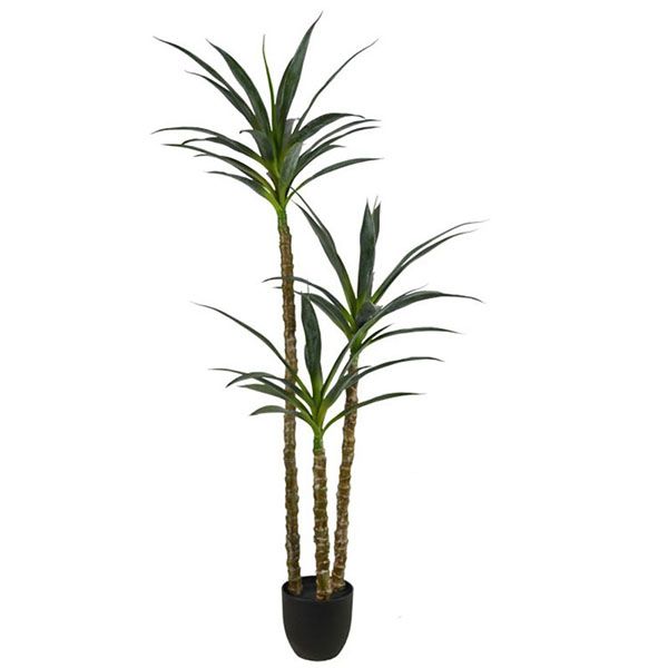 Cây huyết dụ rồng lá kiếm trang trí