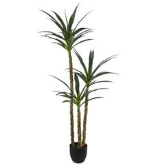 Cây huyết dụ rồng lá kiếm trang trí