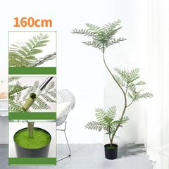 Cây Jacaranda giả trang trí