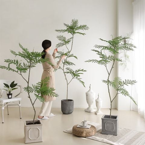 Cây Jacaranda giả trang trí