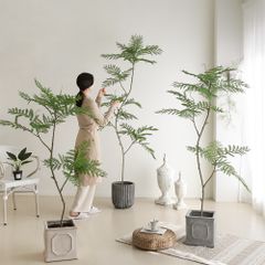 Cây Jacaranda giả trang trí