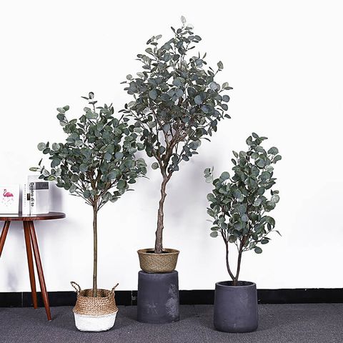 cây bạch đàn lá tròn decor phòng khách