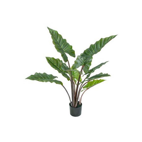 Cây môn cảnh cầu vòng trang trí