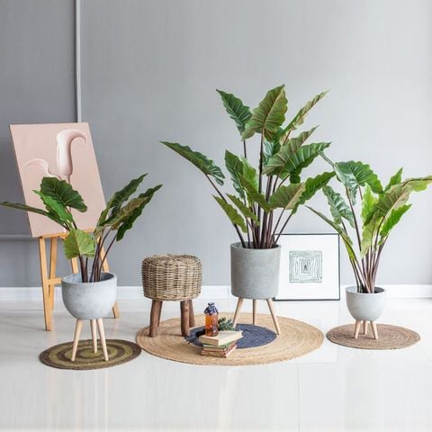 Cây môn cảnh cầu vòng giả trang trí nhà, quán ăn, văn phòng siêu đẹp