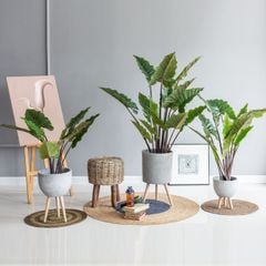 Cây môn cảnh cầu vòng trang trí