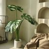 Cây monstera giả đột biến lá lớn