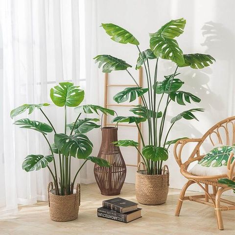 Cây monstera - trầu bà lá xẻ giả trang trí