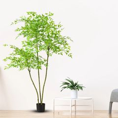 Cây nam thiên trúc giả nhiều thân