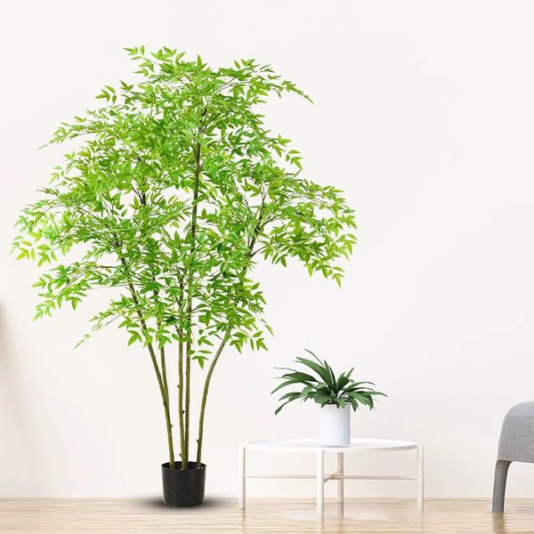 Cây nam thiên trúc giả nhiều thân