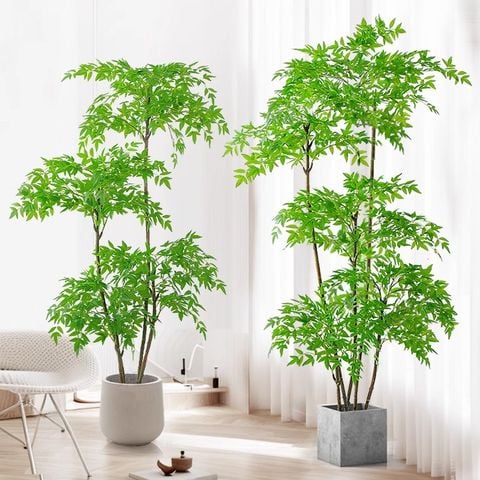 Cây nam thiên trúc giả nhiều thân