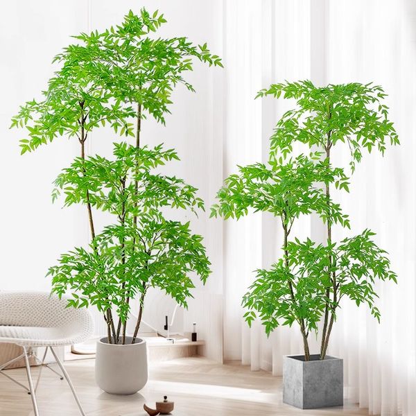 Cây nam thiên trúc giả nhiều thân