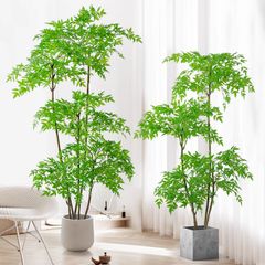 Cây nam thiên trúc giả nhiều thân