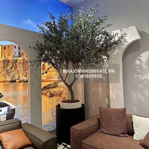 Cây ô liu lá bạc trang trí