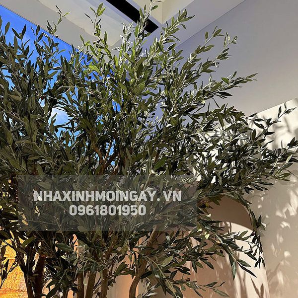 Cây ô liu lá bạc giả trang trí cao cấp