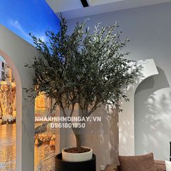 Cây ô liu lá bạc giả trang trí cao cấp