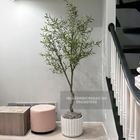 Cây ô liu giả cao 180 cm