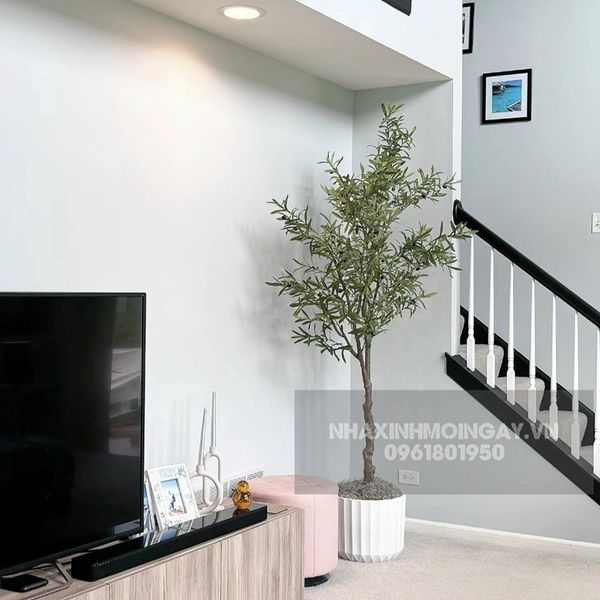 Cây ô liu giả cao 180 cm