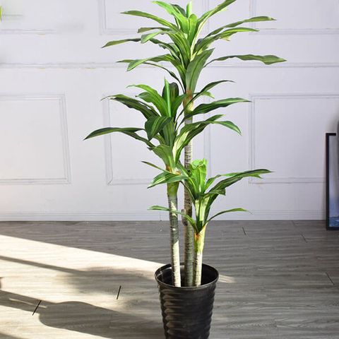 Cây phát tài giả 3 thân trang trí phòng khách đẹp như thật giá rẻ