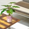 Chậu cây Philodendron giả để bàn