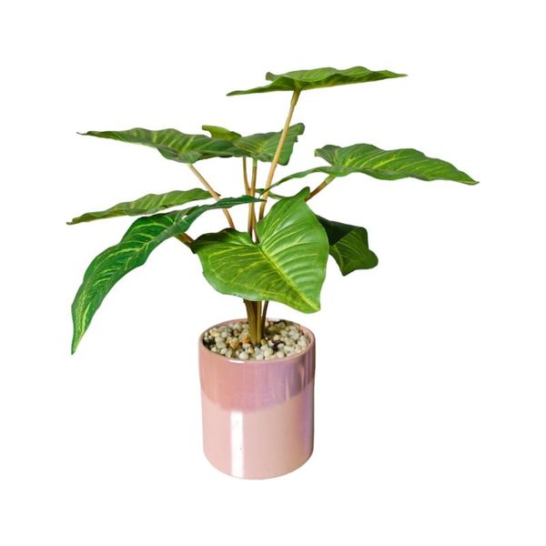 Chậu cây Philodendron giả để bàn
