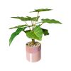 Chậu cây Philodendron giả để bàn