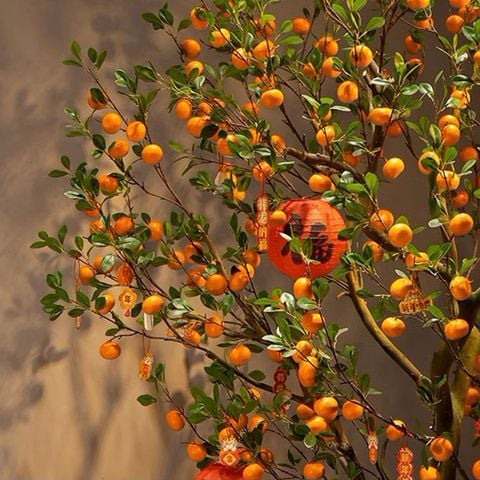 Cây quýt giả trang trí cỡ lớn