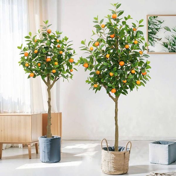Cây quýt giả trang trí trong nhà