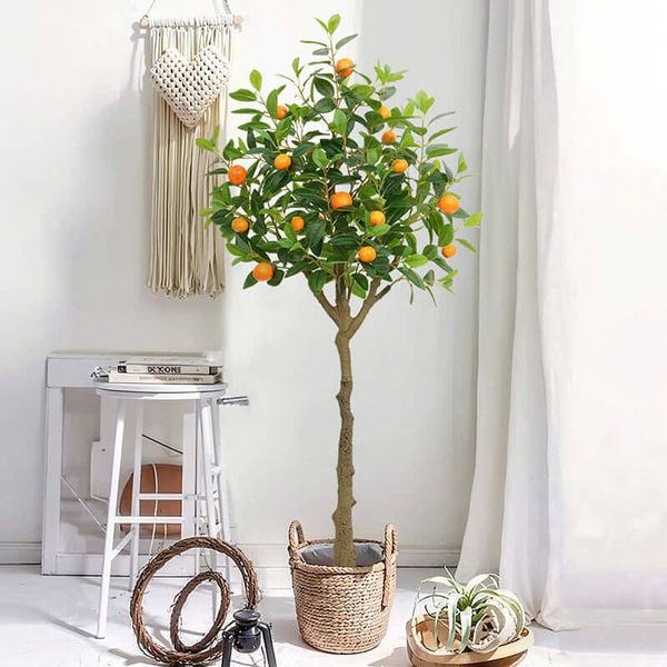 Cây quýt giả trang trí trong nhà