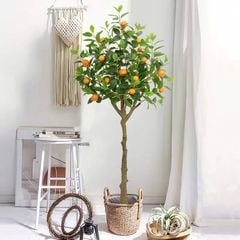 Cây quýt giả trang trí trong nhà