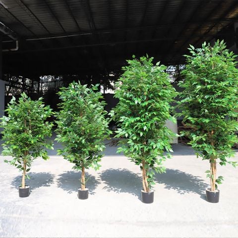 Cây si giả trang trí