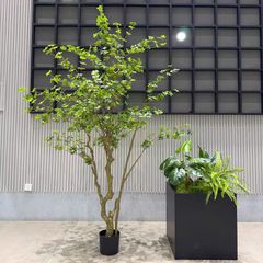 Cây thạch nam giả cao 250 cm hiện đại