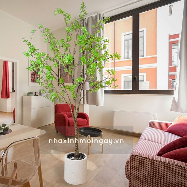 Cây thạch nam giả cao 180 cm
