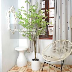 Cây thạch nam giả cao 180 cm